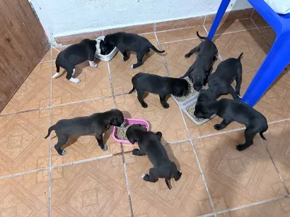 Cachorro raça SRD-ViraLata idade Abaixo de 2 meses nome Nao tem nomes ainda