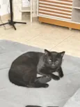 Pantera