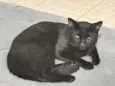 Pantera