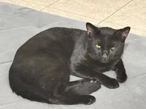 Gato raça SRD-ViraLata idade 2 anos nome Pantera