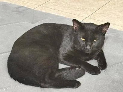 Gato raça SRD-ViraLata idade 2 anos nome Pantera