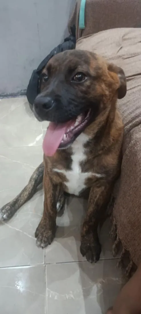 Cachorro raça SRD-ViraLata idade 2 a 6 meses nome Max 