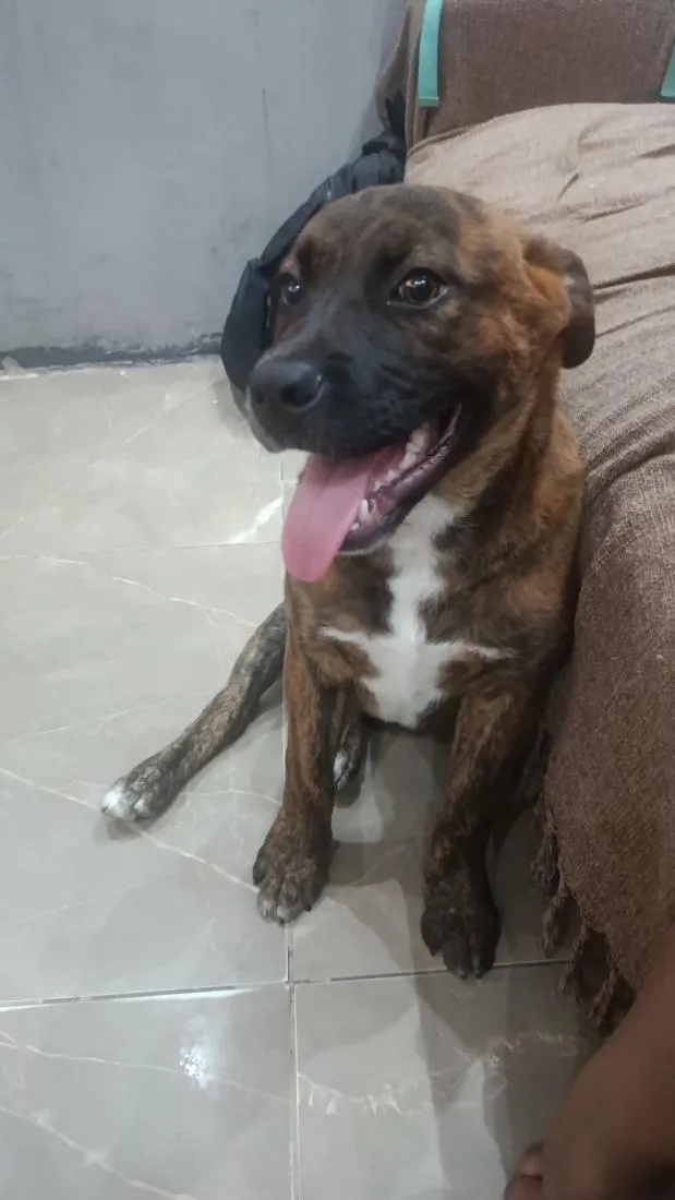 Cachorro raça SRD-ViraLata idade 2 a 6 meses nome Max 