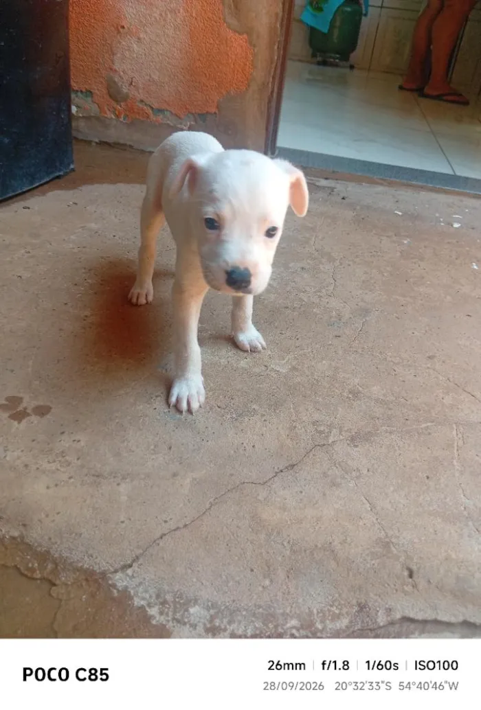 Cachorro raça SRD-ViraLata idade 2 a 6 meses nome Lia 
