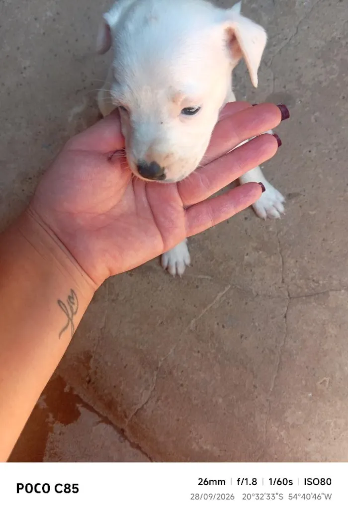 Cachorro raça SRD-ViraLata idade 2 a 6 meses nome Lia 