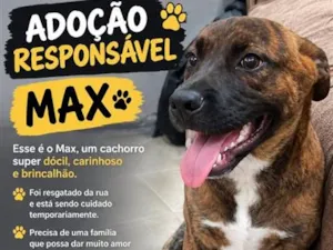 Cachorro raça SRD-ViraLata idade 2 a 6 meses nome Max 