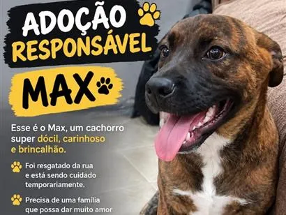 Cachorro raça SRD-ViraLata idade 2 a 6 meses nome Max 