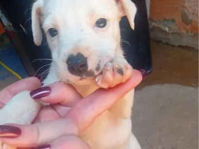 Cachorro raça SRD-ViraLata idade 2 a 6 meses nome Lia 