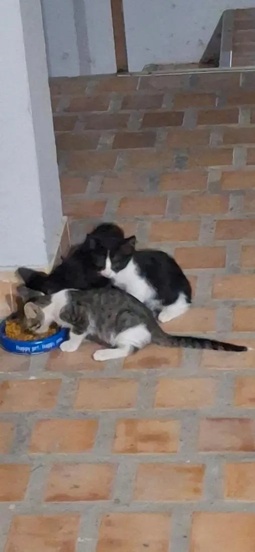 Gato raça SRD-ViraLata idade 2 a 6 meses nome Sem nome ainda