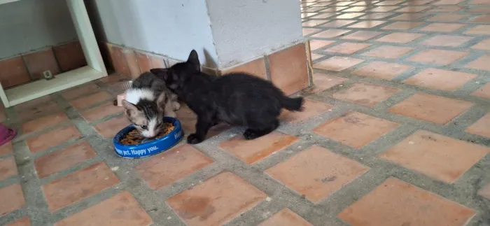 Gato raça SRD-ViraLata idade 2 a 6 meses nome Sem nome ainda