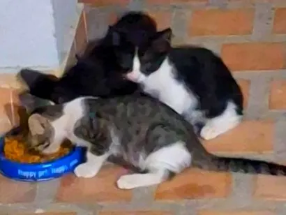 Gato raça SRD-ViraLata idade 2 a 6 meses nome Sem nome ainda