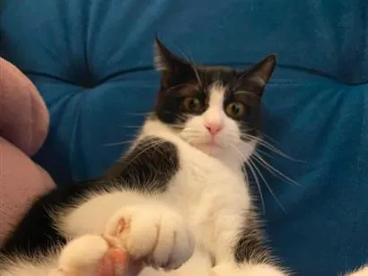 Gato raça SRD-ViraLata idade 1 ano nome Rebuga
