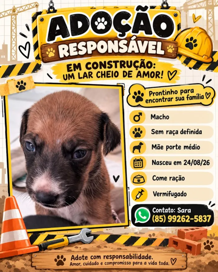 Cachorro raça SRD-ViraLata idade Abaixo de 2 meses nome Filhote