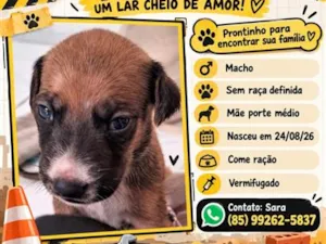 Cachorro raça SRD-ViraLata idade Abaixo de 2 meses nome Filhote