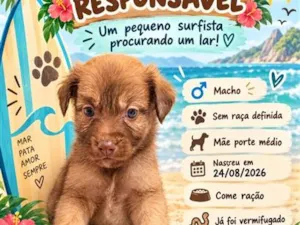 Cachorro raça SRD-ViraLata idade Abaixo de 2 meses nome Filhote