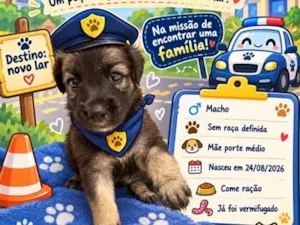 Cachorro raça SRD-ViraLata idade Abaixo de 2 meses nome Filhote