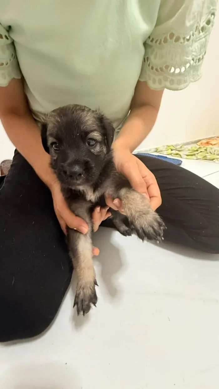 Cachorro raça SRD-ViraLata idade Abaixo de 2 meses nome Filhote