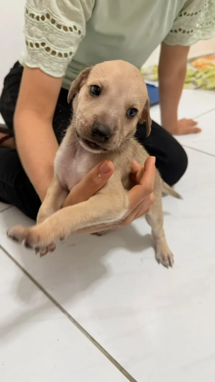 Cachorro raça SRD-ViraLata idade Abaixo de 2 meses nome Filhote