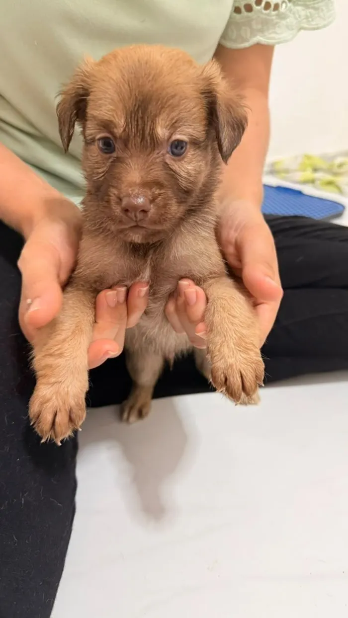 Cachorro raça SRD-ViraLata idade Abaixo de 2 meses nome Filhote