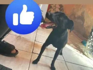 Cachorro raça SRD-ViraLata idade 1 ano nome Temporário e sky