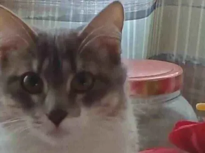 Gato raça SRD-ViraLata idade 1 ano nome Aylá