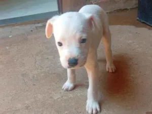 Cachorro raça SRD-ViraLata idade 2 a 6 meses nome Lia 