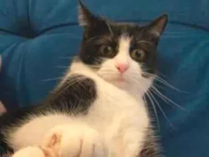 Gato raça SRD-ViraLata idade 1 ano nome Rebuga