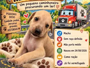 Cachorro raça SRD-ViraLata idade Abaixo de 2 meses nome Filhote