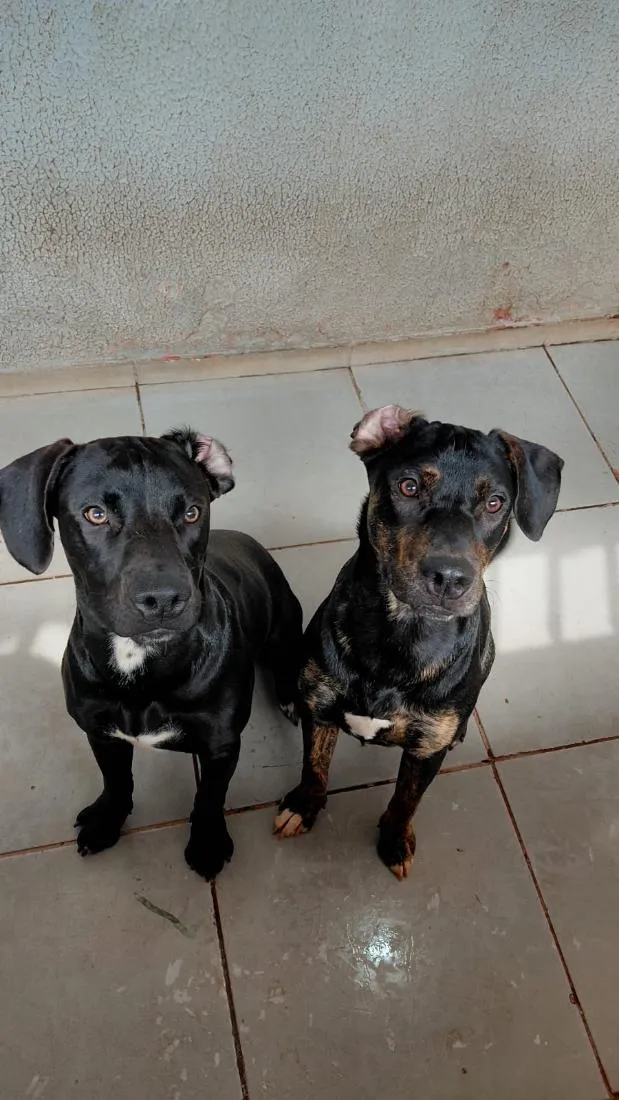 Cachorro raça SRD-ViraLata a mãe e o Pai Pit Bull  idade 7 a 11 meses nome Grandão e Pretinho