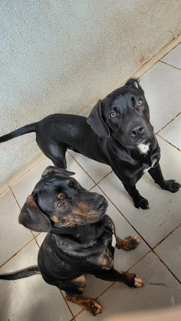 Cachorro raça SRD-ViraLata a mãe e o Pai Pit Bull  idade 7 a 11 meses nome Grandão e Pretinho