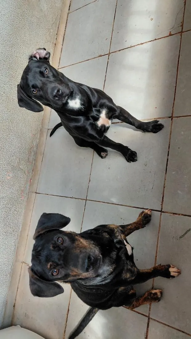 Cachorro raça SRD-ViraLata a mãe e o Pai Pit Bull  idade 7 a 11 meses nome Grandão e Pretinho