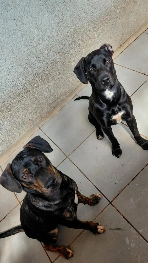 Cachorro raça SRD-ViraLata a mãe e o Pai Pit Bull  idade 7 a 11 meses nome Grandão e Pretinho
