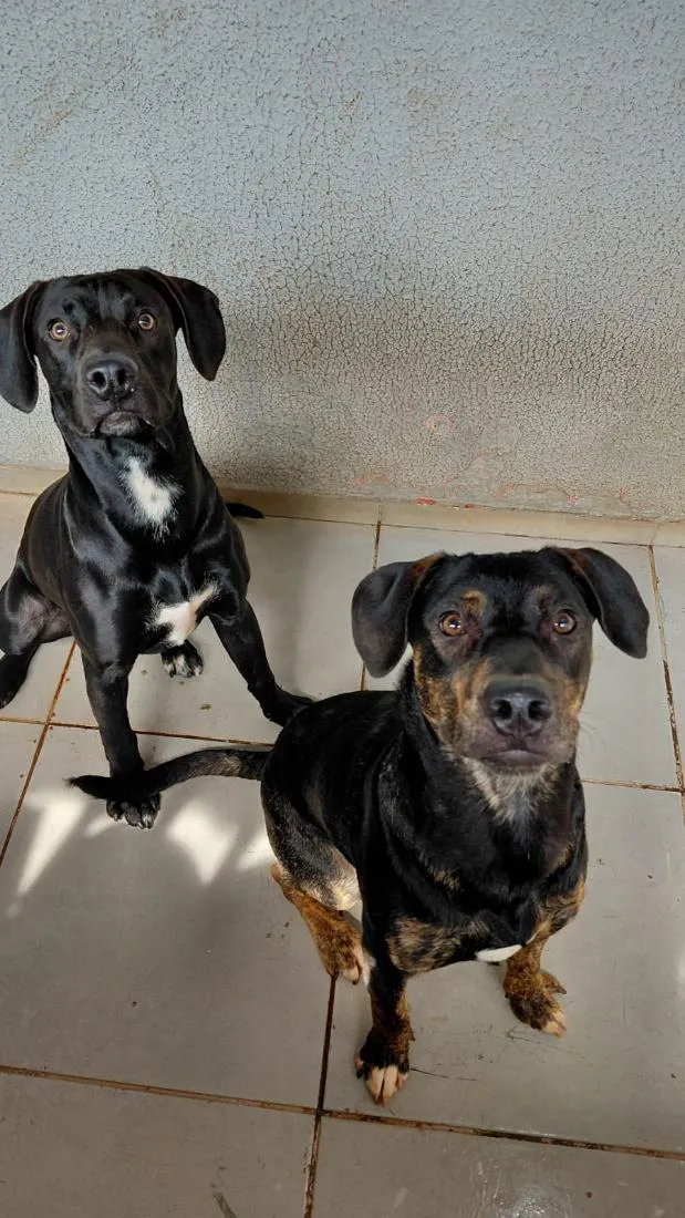 Cachorro raça SRD-ViraLata a mãe e o Pai Pit Bull  idade 7 a 11 meses nome Grandão e Pretinho