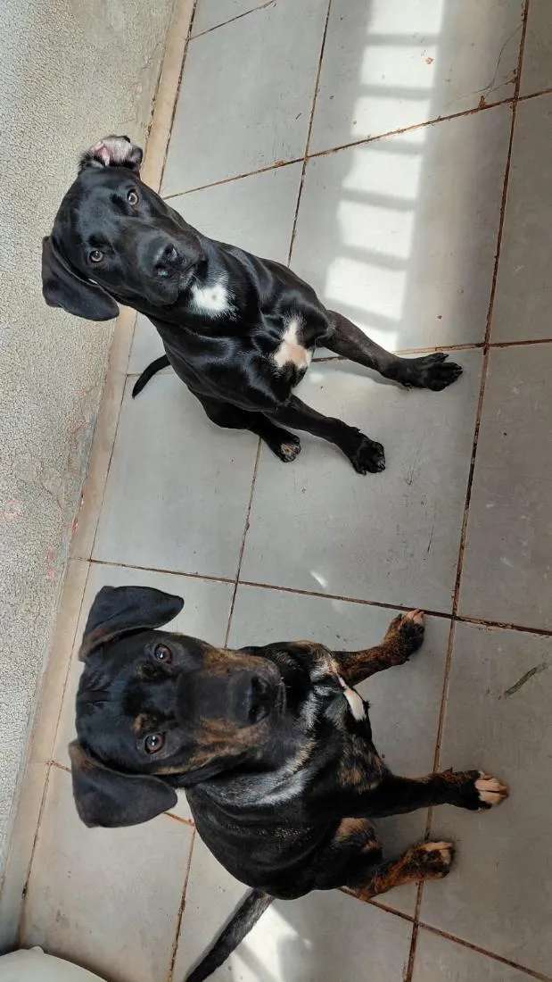 Cachorro raça SRD-ViraLata a mãe e o Pai Pit Bull  idade 7 a 11 meses nome Grandão e Pretinho