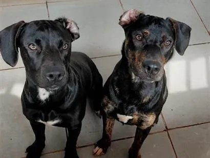 Cachorro raça SRD-ViraLata a mãe e o Pai Pit Bull  idade 7 a 11 meses nome Grandão e Pretinho