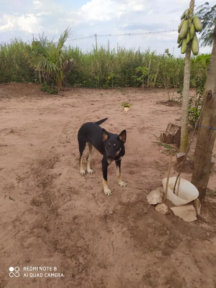 Cachorro raça SRD-ViraLata idade 7 a 11 meses nome Mili