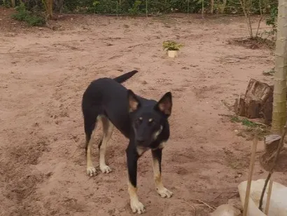 Cachorro raça SRD-ViraLata idade 7 a 11 meses nome Mili