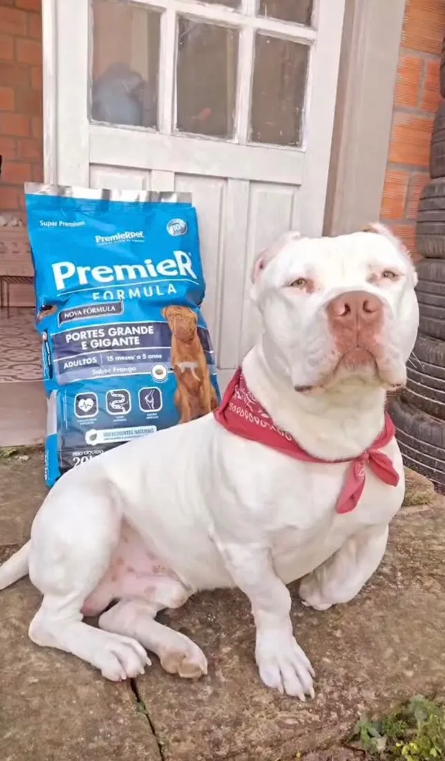 Cachorro raça SRD-ViraLata idade 5 anos nome Apollo