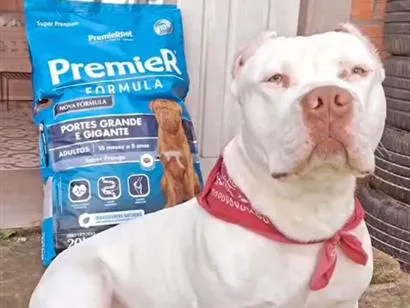 Cachorro raça SRD-ViraLata idade 5 anos nome Apollo