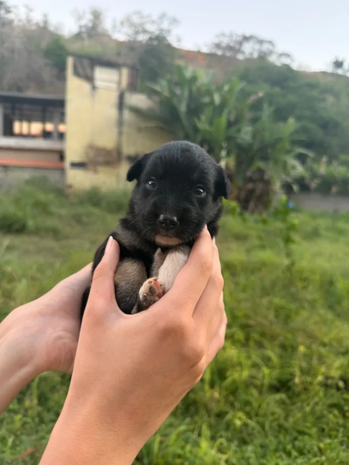 Cachorro raça SRD-ViraLata idade Abaixo de 2 meses nome Pretinha