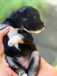 Pretinha