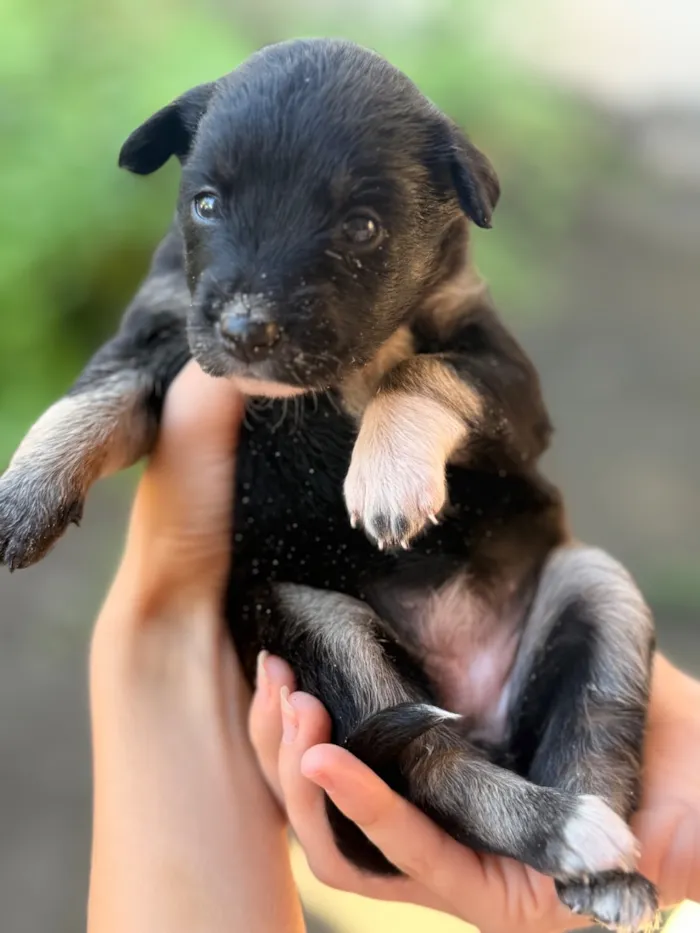 Cachorro raça SRD-ViraLata idade Abaixo de 2 meses nome Pretinha