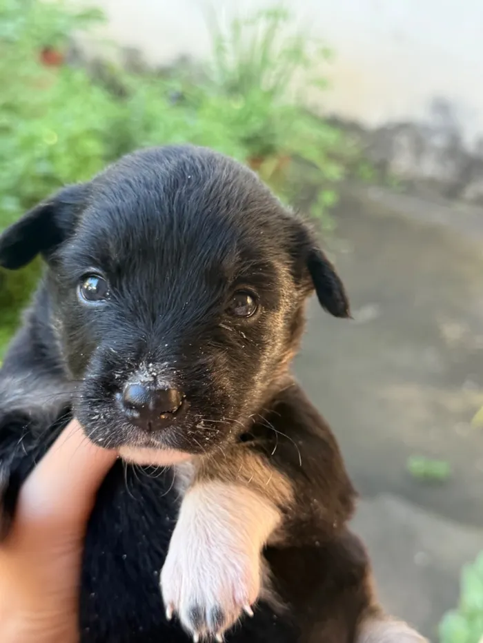 Cachorro raça SRD-ViraLata idade Abaixo de 2 meses nome Pretinha