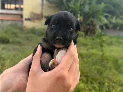 Cachorro raça SRD-ViraLata idade Abaixo de 2 meses nome Pretinha