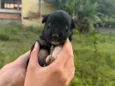 Pretinha