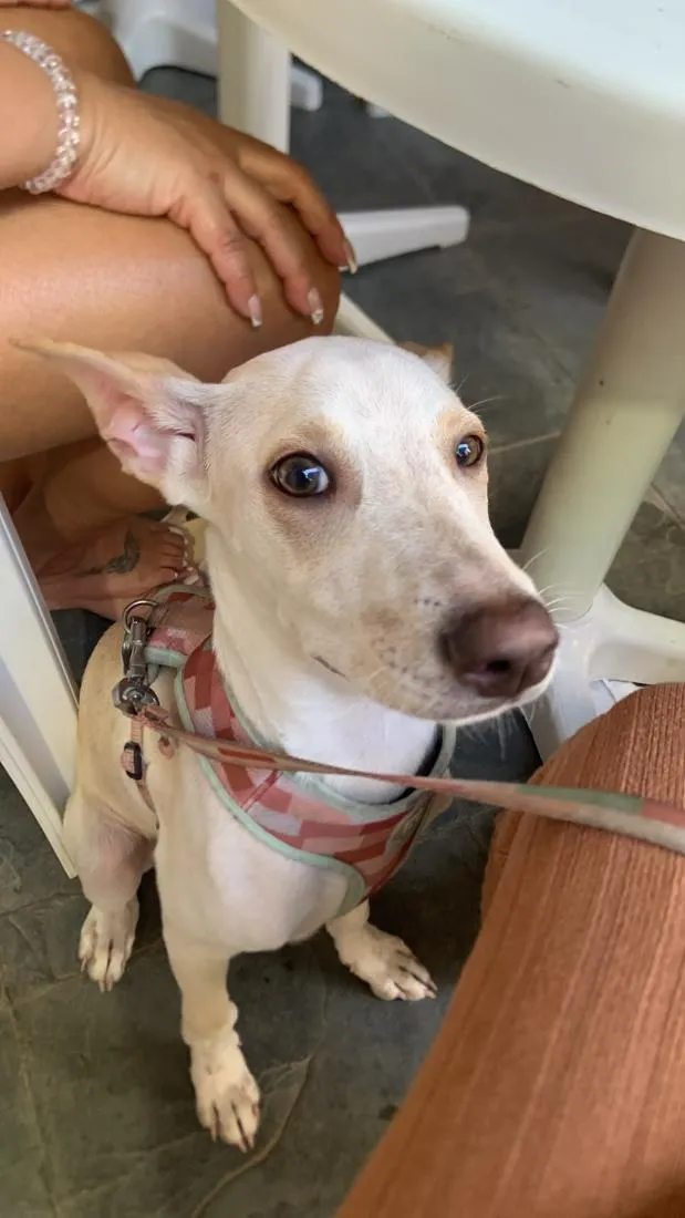 Cachorro raça SRD-ViraLata idade 2 a 6 meses nome Zeus