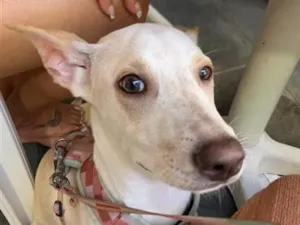 Cachorro raça SRD-ViraLata idade 2 a 6 meses nome Zeus