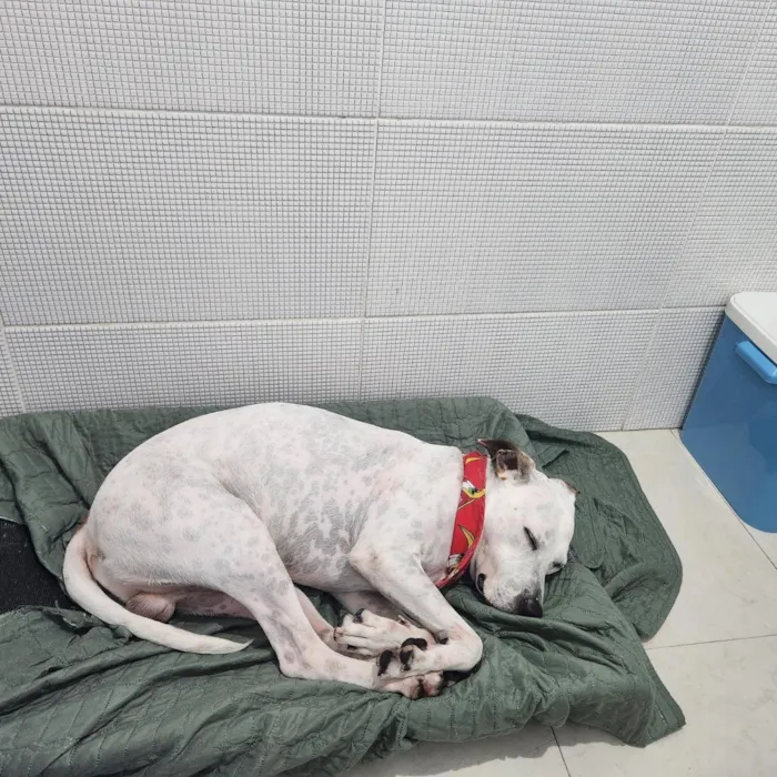 Cachorro raça SRD-ViraLata idade 3 anos nome Ahavah