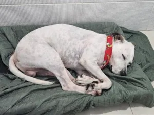 Cachorro raça SRD-ViraLata idade 3 anos nome Ahavah