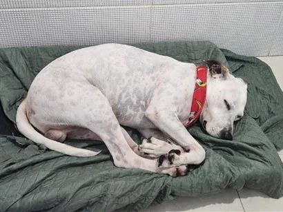 Cachorro raça SRD-ViraLata idade 3 anos nome Ahavah